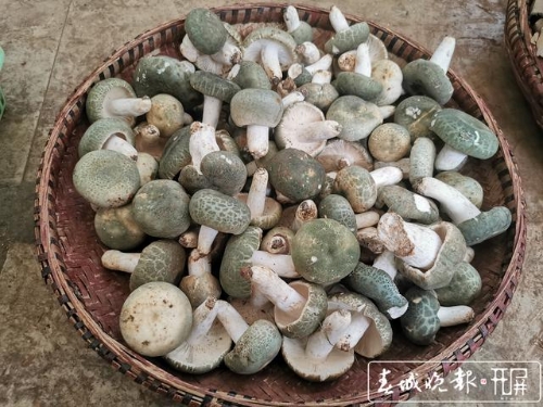 昆明野生菌
